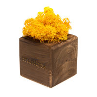 Набор с живым мхом MossBox Fire Yellow Cube