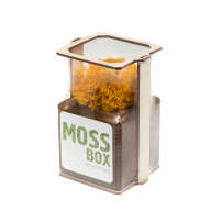 Набор с живым мхом MossBox Fire Yellow Cube - Набор с живым мхом MossBox Fire Yellow Cube
