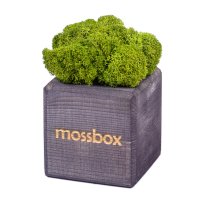 Набор с живым мхом MossBox black green cube